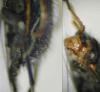 Clanoptilus barnevillei